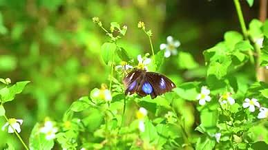4k实拍自然风光花朵上的彩色蝴蝶空镜头视频的预览图